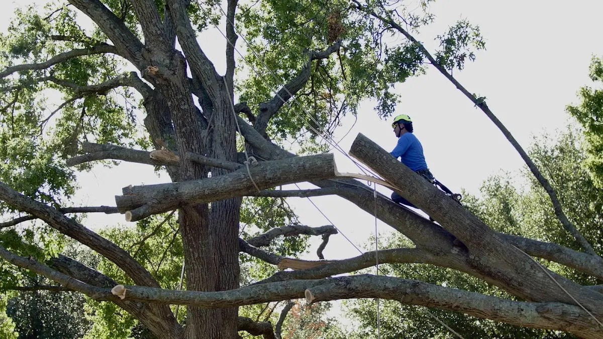 Professional Crown Thinning performed by certified arborists in Walterboro