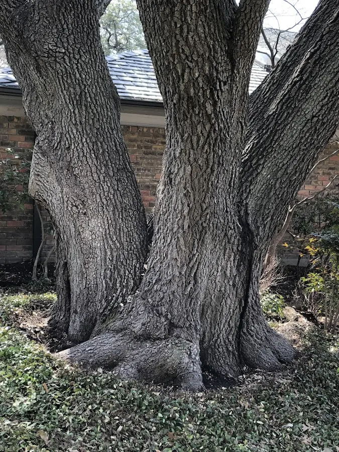Mature heritage tree close to a Walterboro property cared for by certified arborists